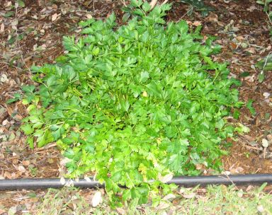 parsley%20plant.jpg